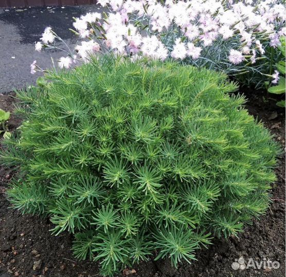 Многолетники, молочай кипарисовый, купена