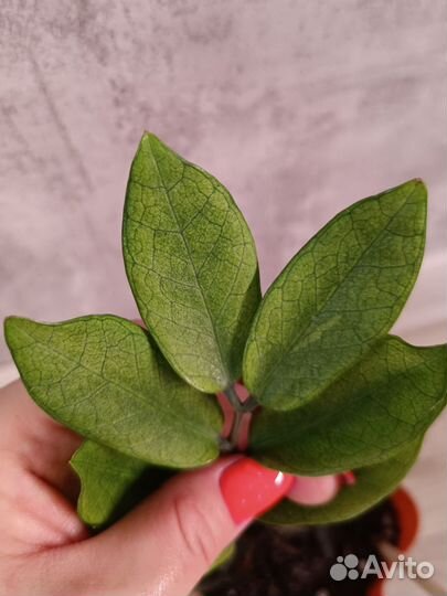 Замиокулькас акебоно