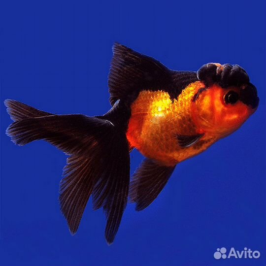 Телескоп Красно- Черный (Carassius Auratus)