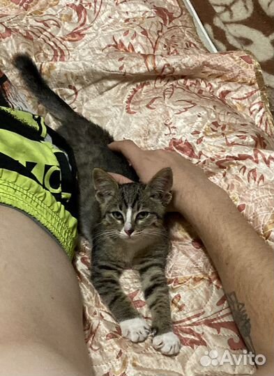 Отдам котенка