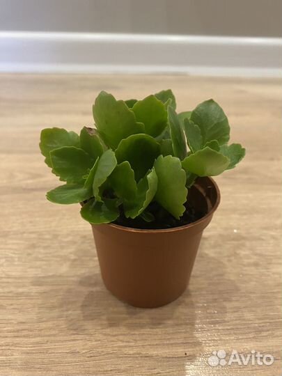 Каланхоэ цветущий