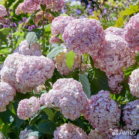 Гортензия древовидная candybelle bubblegum