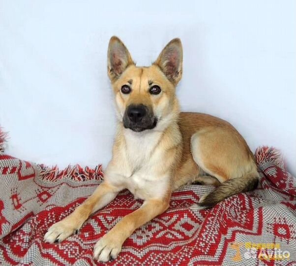 Небольшая собака, девочка, вес 14 кг