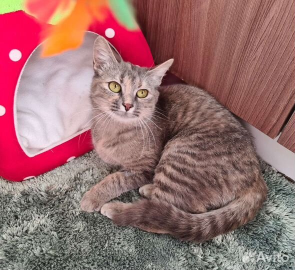 Кошка Мышка в дар Надёжным людям. Стерилизована