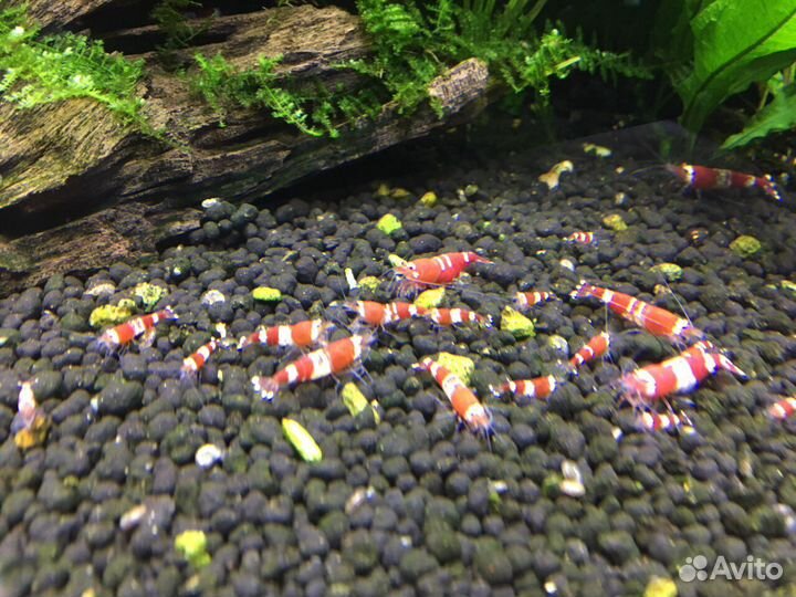 Креветки красный кристалл