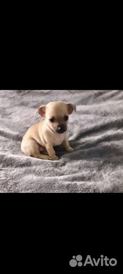 Мини той-терьер мальчик щенок