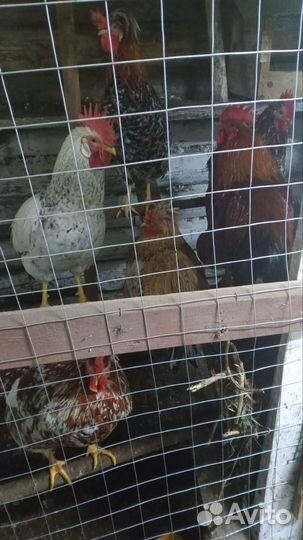 Инкубационное яйцо