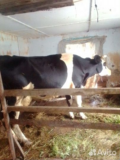 Корова дойная с теленком