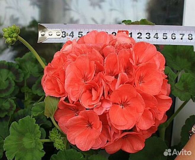 Пеларгония Йитка F1