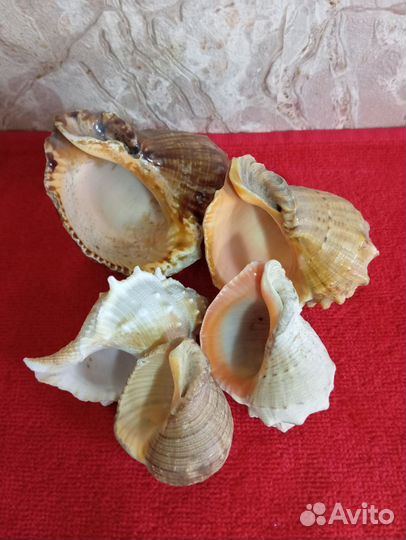 Морские ракушки