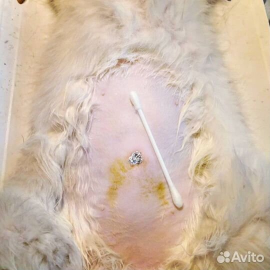 Ветеринарный врач