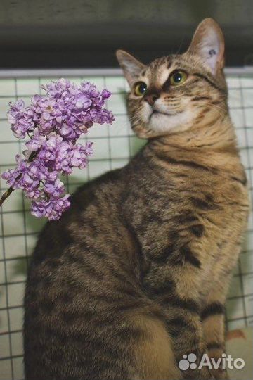 Европейская короткошерстная