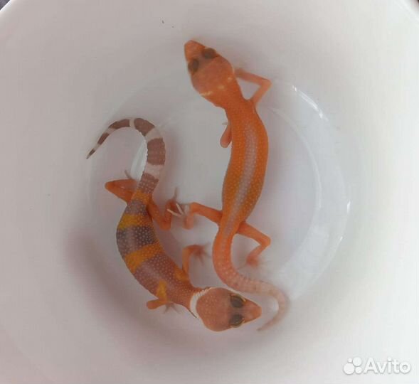 Эублефары (мальки)