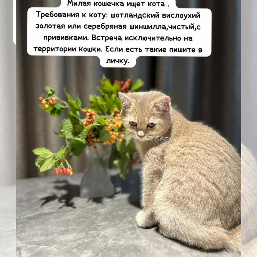 Кошка ищет кота для вязки