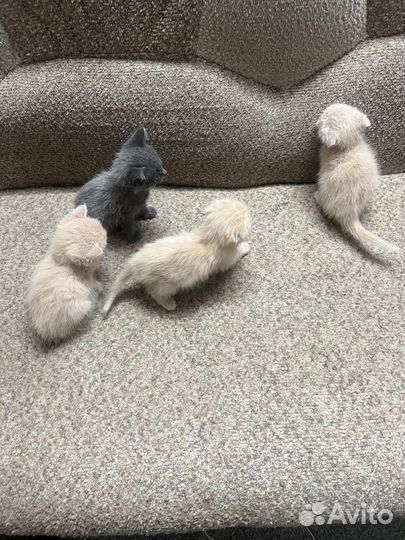 Вислоухие котята