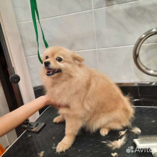 Услуги грумера