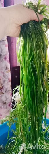 Аквариумные растения,криптокарина,валиснерия