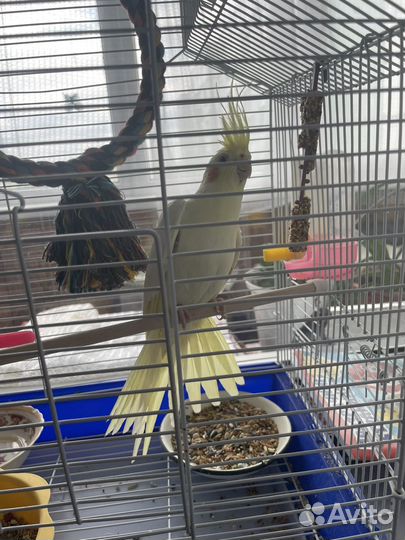 Продам Кореллу