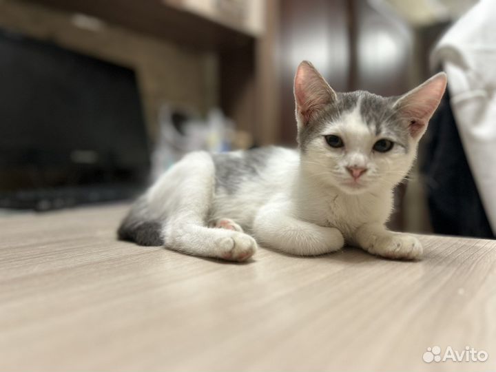 Котенок в добрые руки