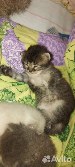 Британская кошка в дар