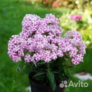 Флоксы махровые, многолетние, саженцы