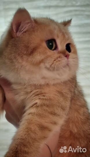 Британская кошка