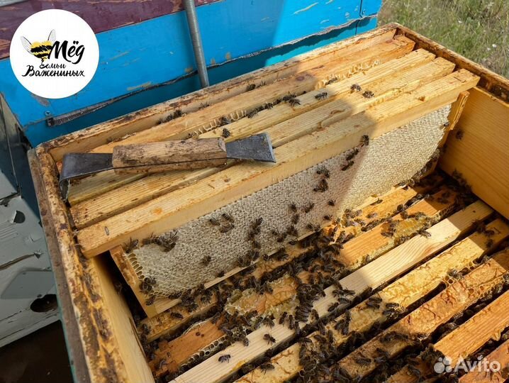 Мёд натуральный. Собственная пасека