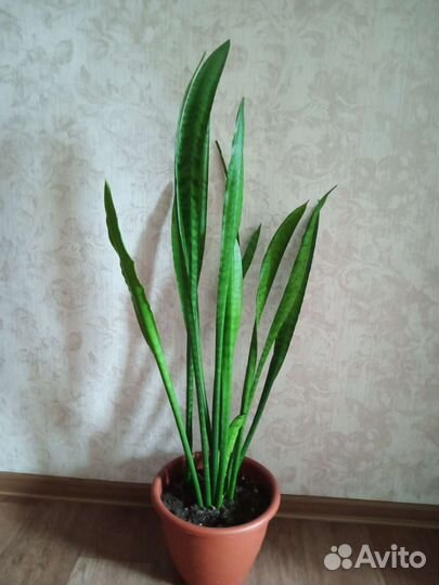 Сансевиерия