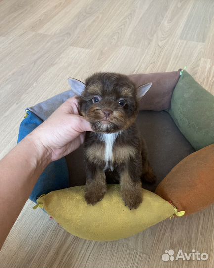 Шоколадный йорк девочка яркая