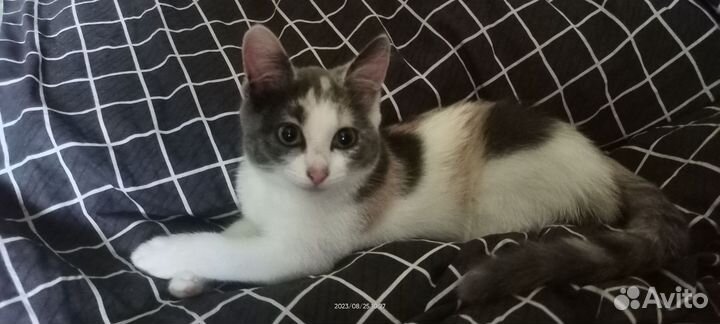 Кошечка- мышеловка