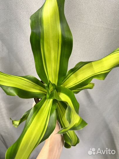 Комнатные цветы-драцена