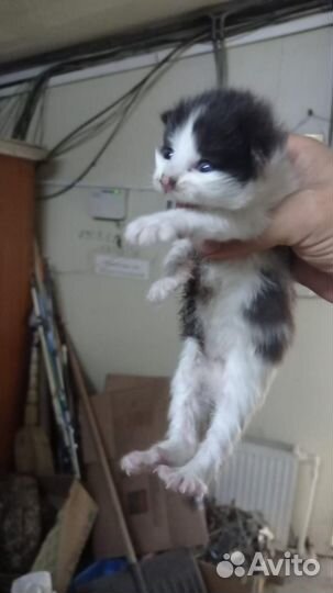 Изу кормящую кошку