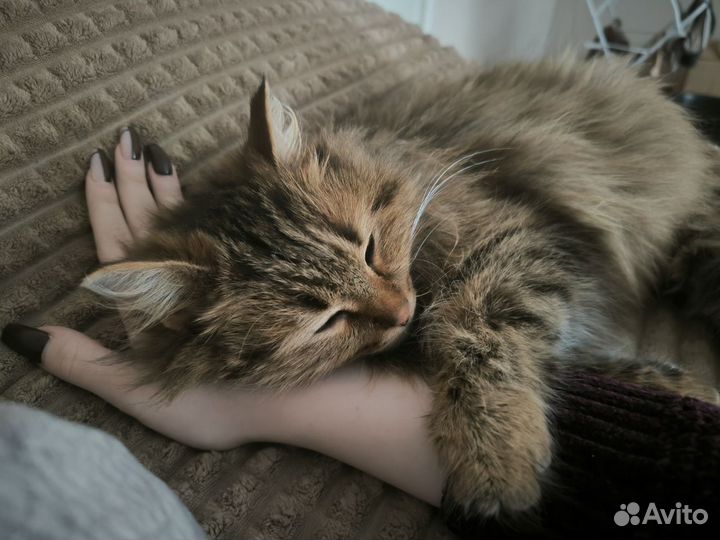 Отдам кошку в добрые руки