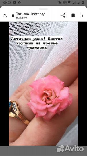 Пеларгония герань Античная роза черенок.дорост