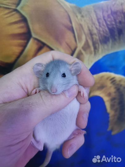 Крысы Дамбо, Хасски, Рэкс, Капюшон