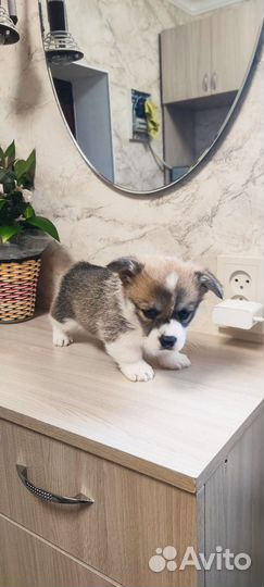 Щенки корги