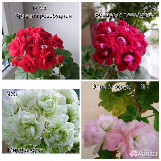 Пеларгония герань сортовая