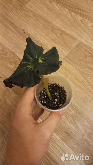 Комнатные растения