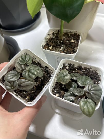 Переромия серебристая