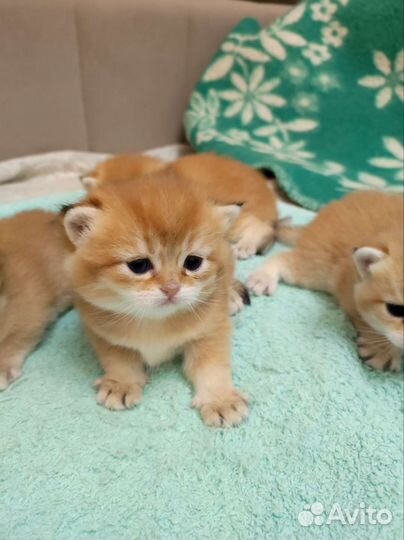 Котята золотая шиншилла