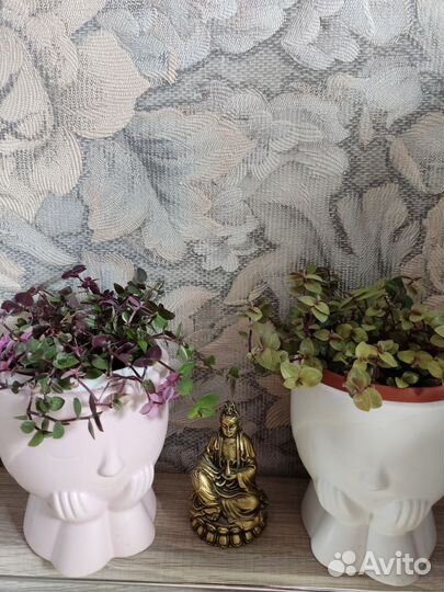 Каллизии разные