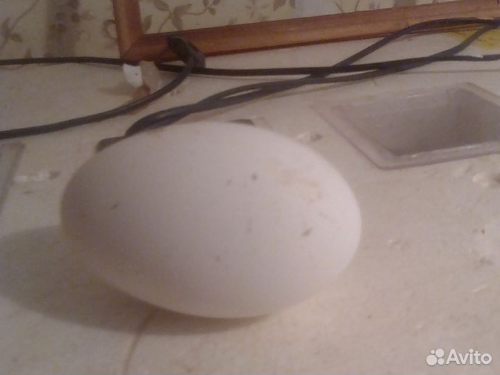 Яйца инкубационные