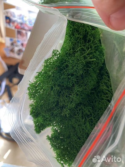 Стабилизированный мох