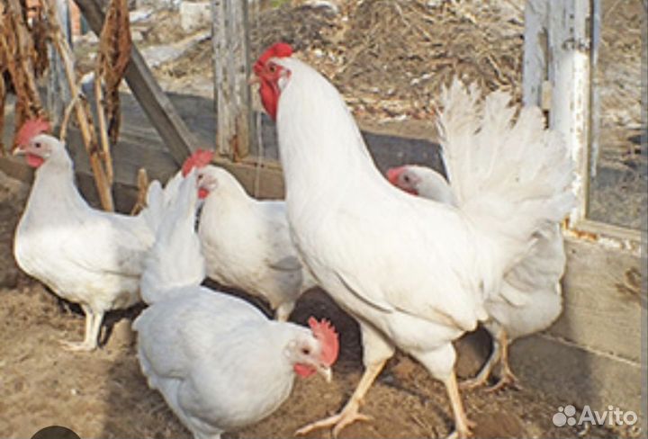 Куры молодки несушки