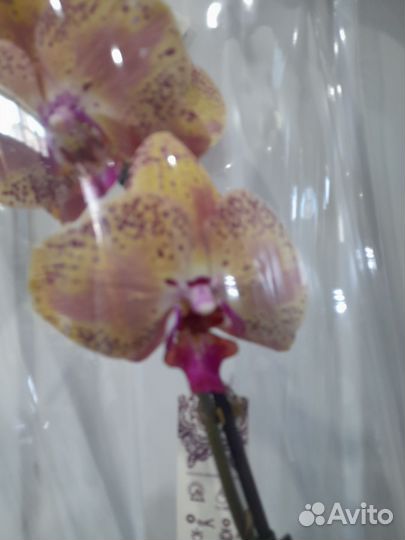 Орхидея фаленопсис Дикий персик