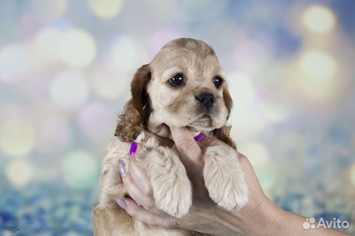 Кокер спаниель