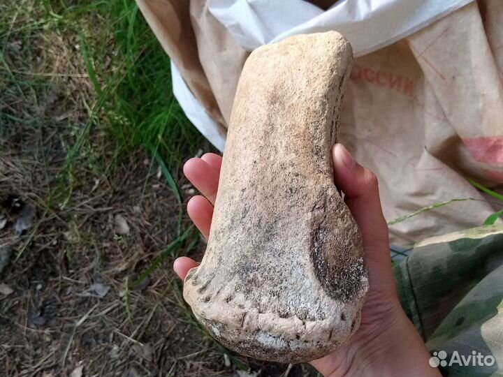 Кость мамонта