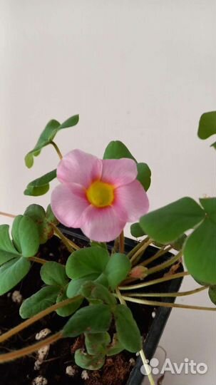 Кислица(оксалис) луковичный