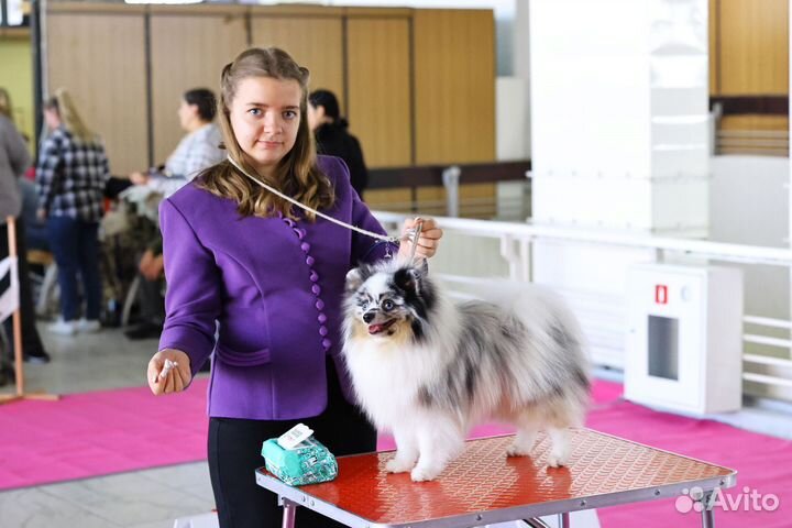 Немецкий шпиц вязка