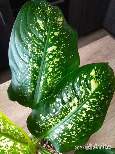 Диффенбахия